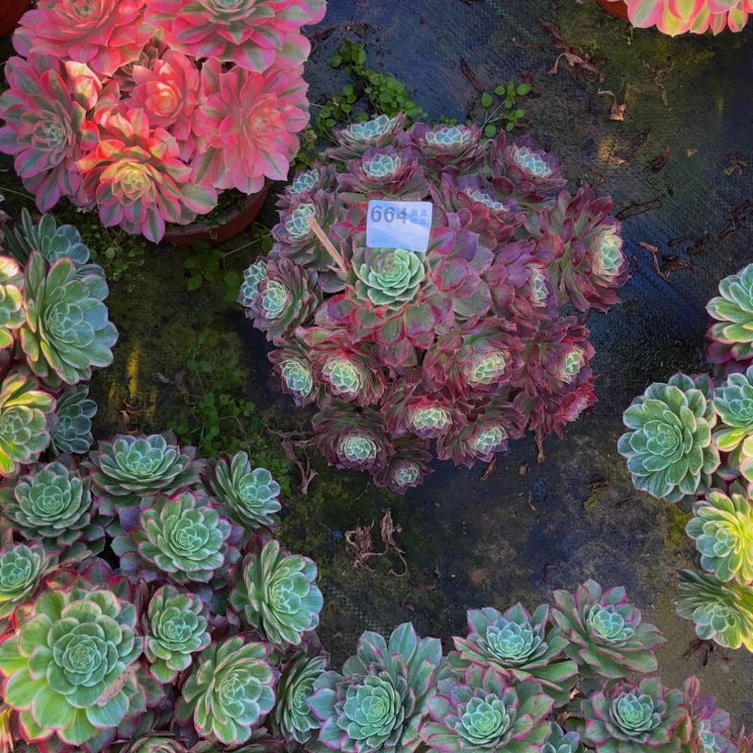 多肉万话筒00000604