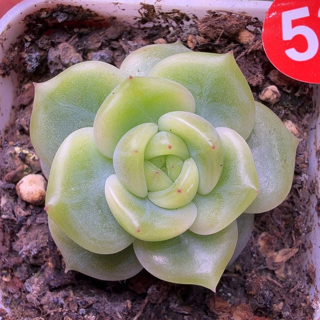 53号未思量一物一拍