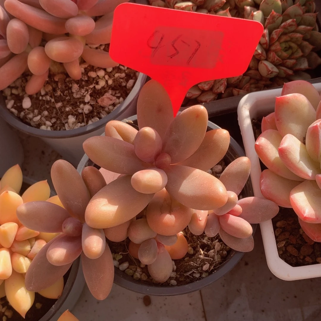 糖果美人跌破租黑五7272727