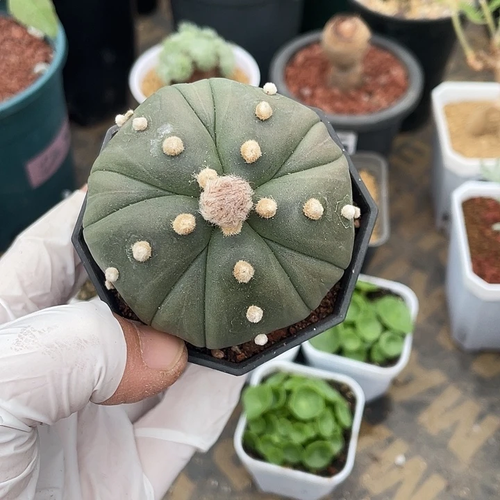 377实生五棱复棱兜