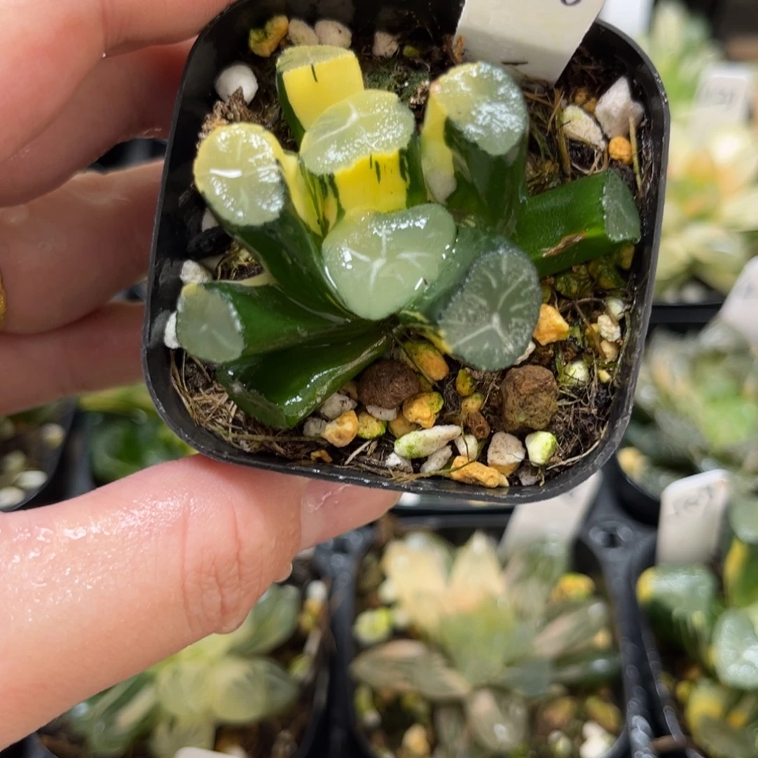 518玉龙万象锦一物一拍