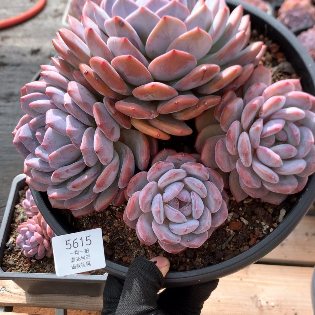 22厘米四头韩橙  老庄 5615