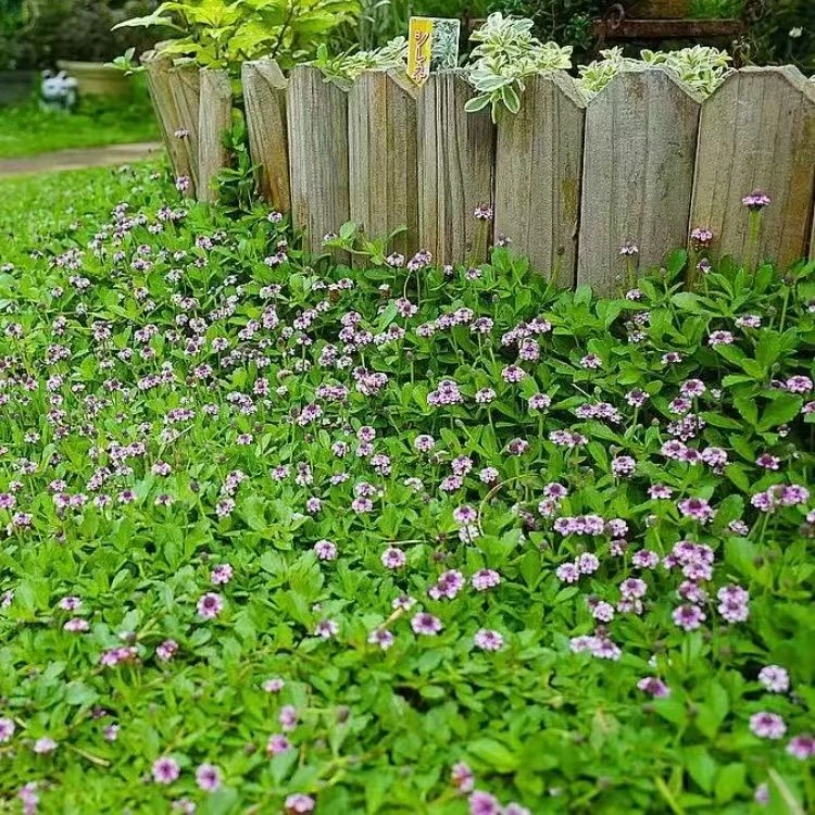 姬岩垂草多年生宿根四季常青爬藤草坪耐踩踏适合庭院绿化