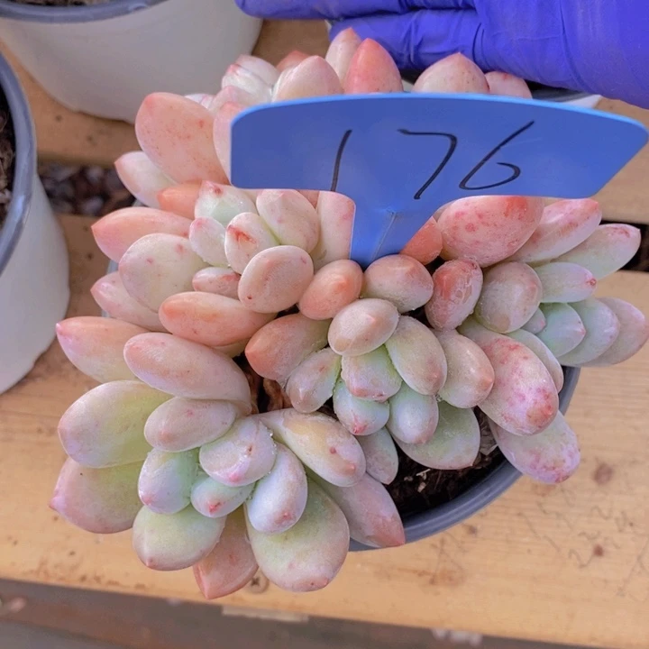 悠***爱在家里面吃饭的吗