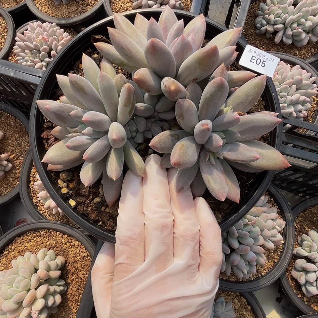 ?****?e e e e e e e e e 5