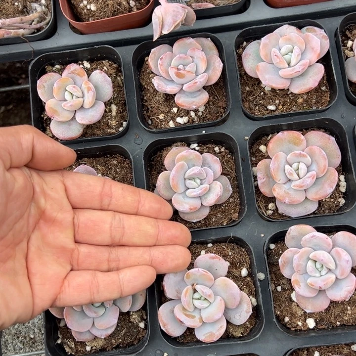 韩版奶茶单头4.5cm一颗量拍多肉满20包邮下午发货