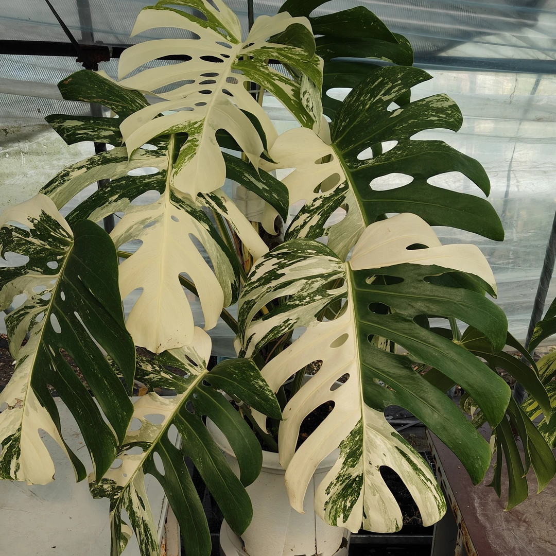 白锦龟背竹  观叶绿植 锦化植物，发替代品， 任选一颗