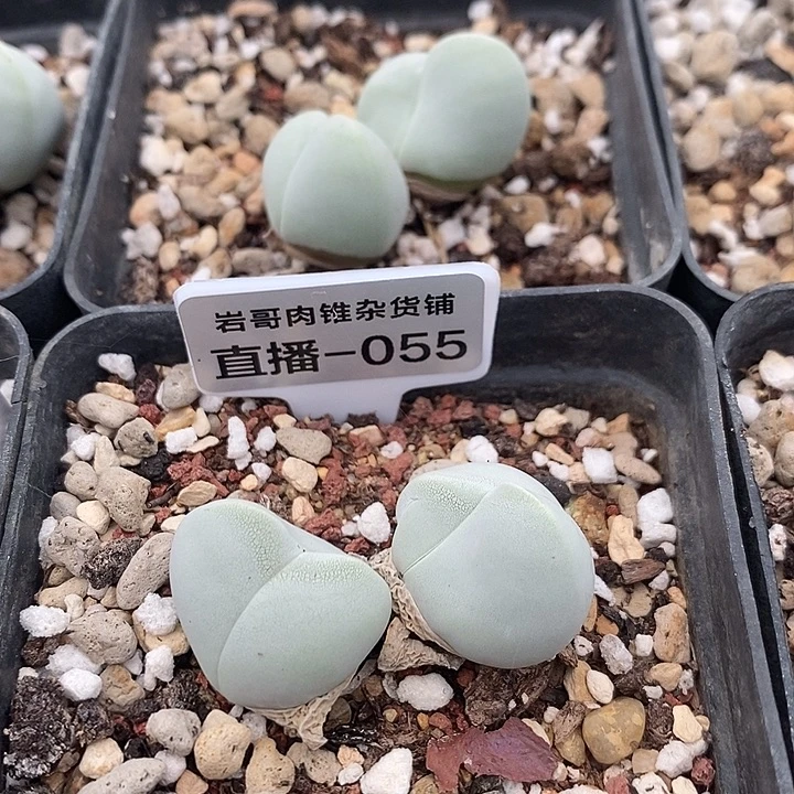 5年双头白魔一颗