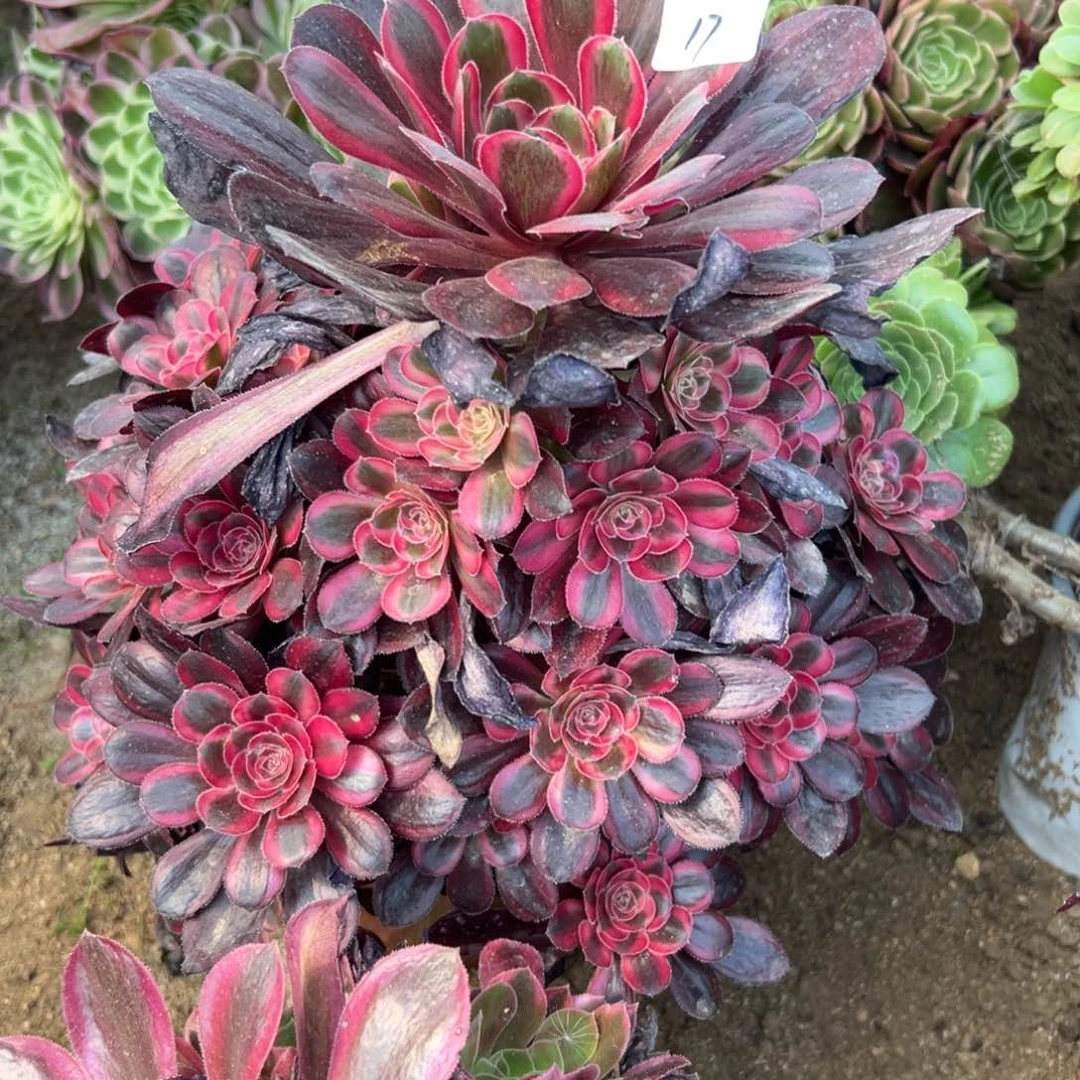 17丽娜多肉植物系