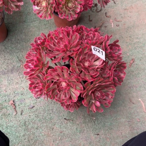 用***5021铜壶锦朵朵多肉