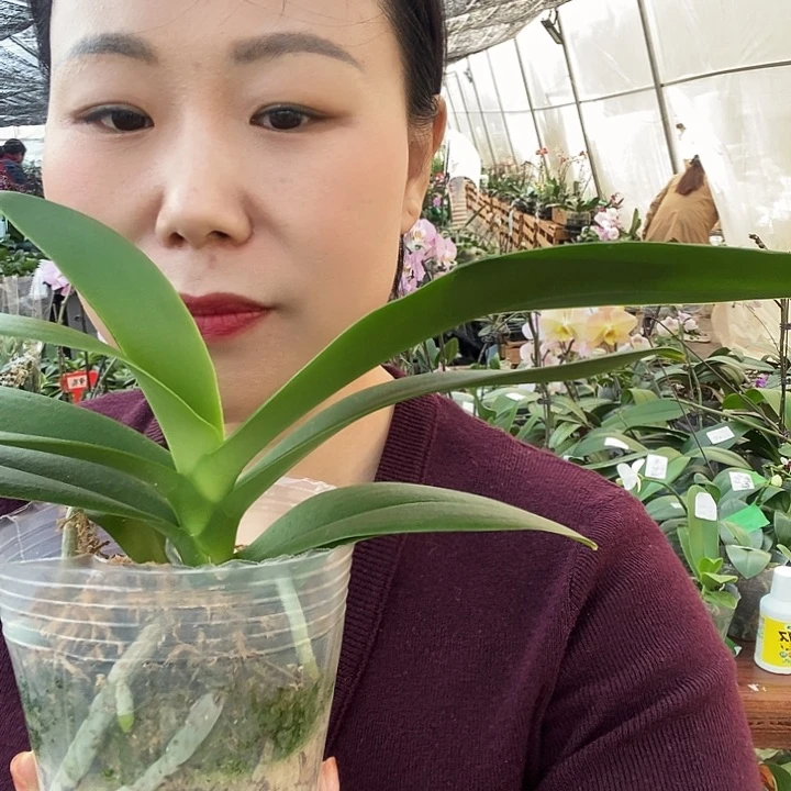 无花朵油画蝴蝶兰