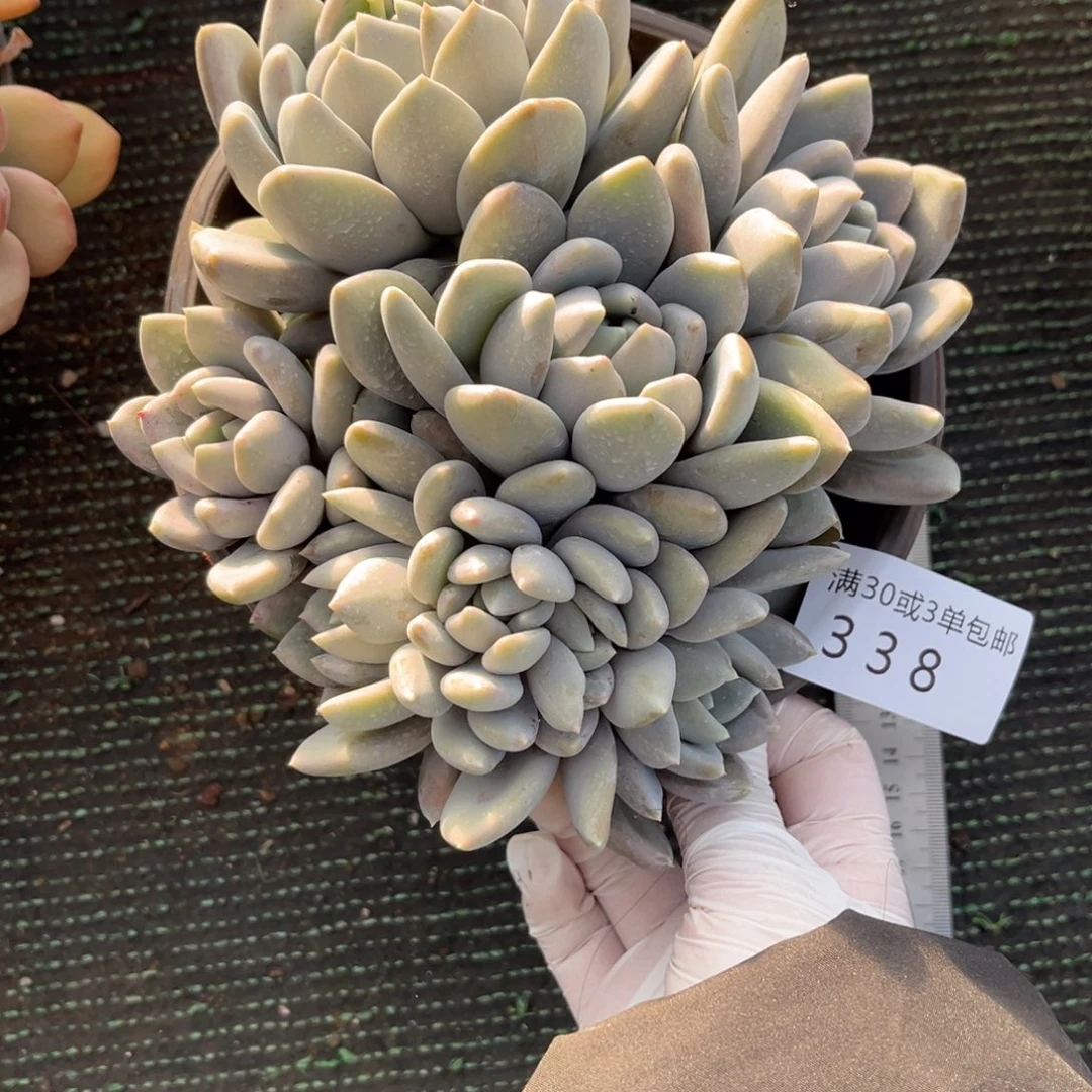 338胖美人带缀多肉植物……