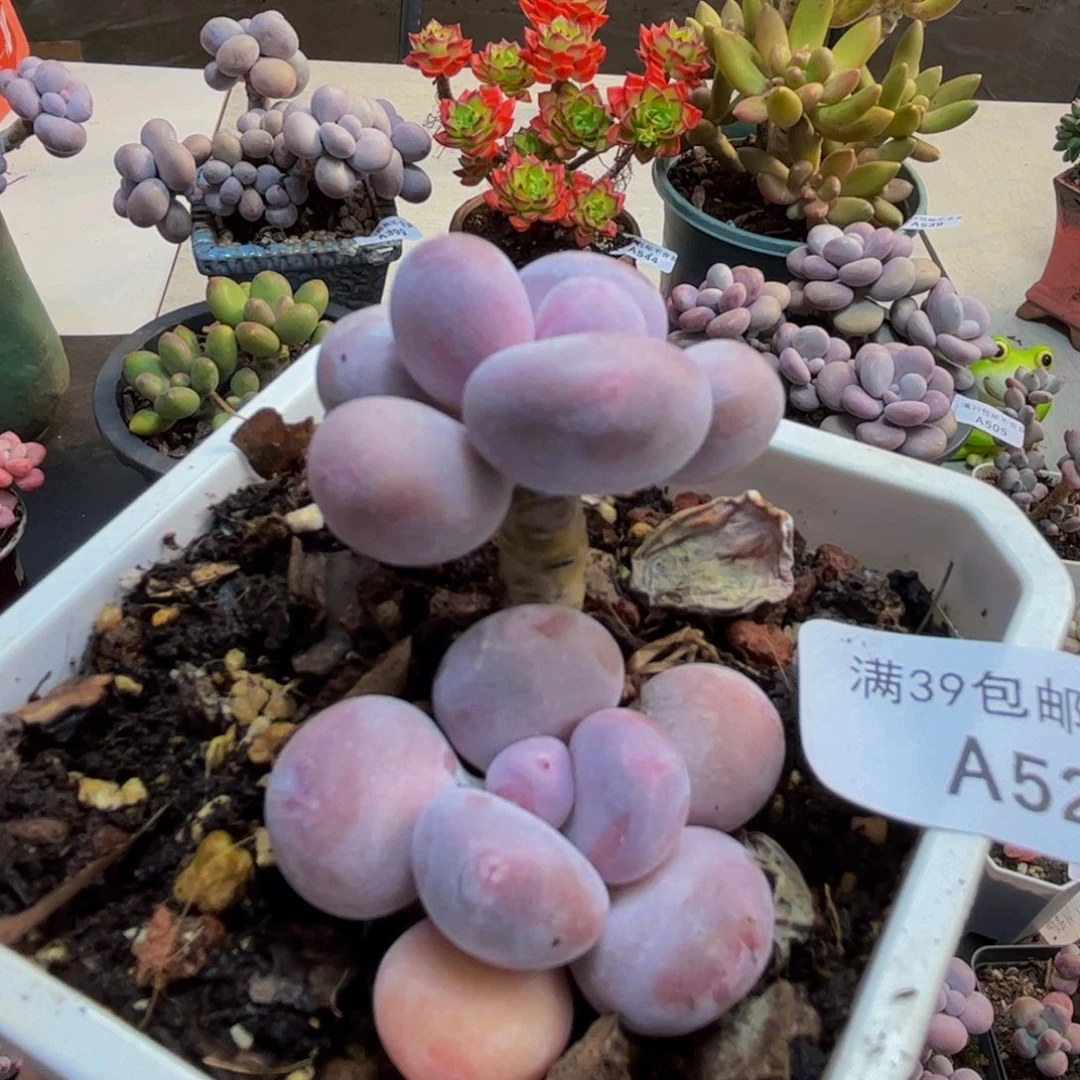 527/5cm蛋黄奶多肉植物