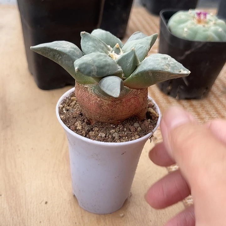无花朵实生青瓷岩牡丹