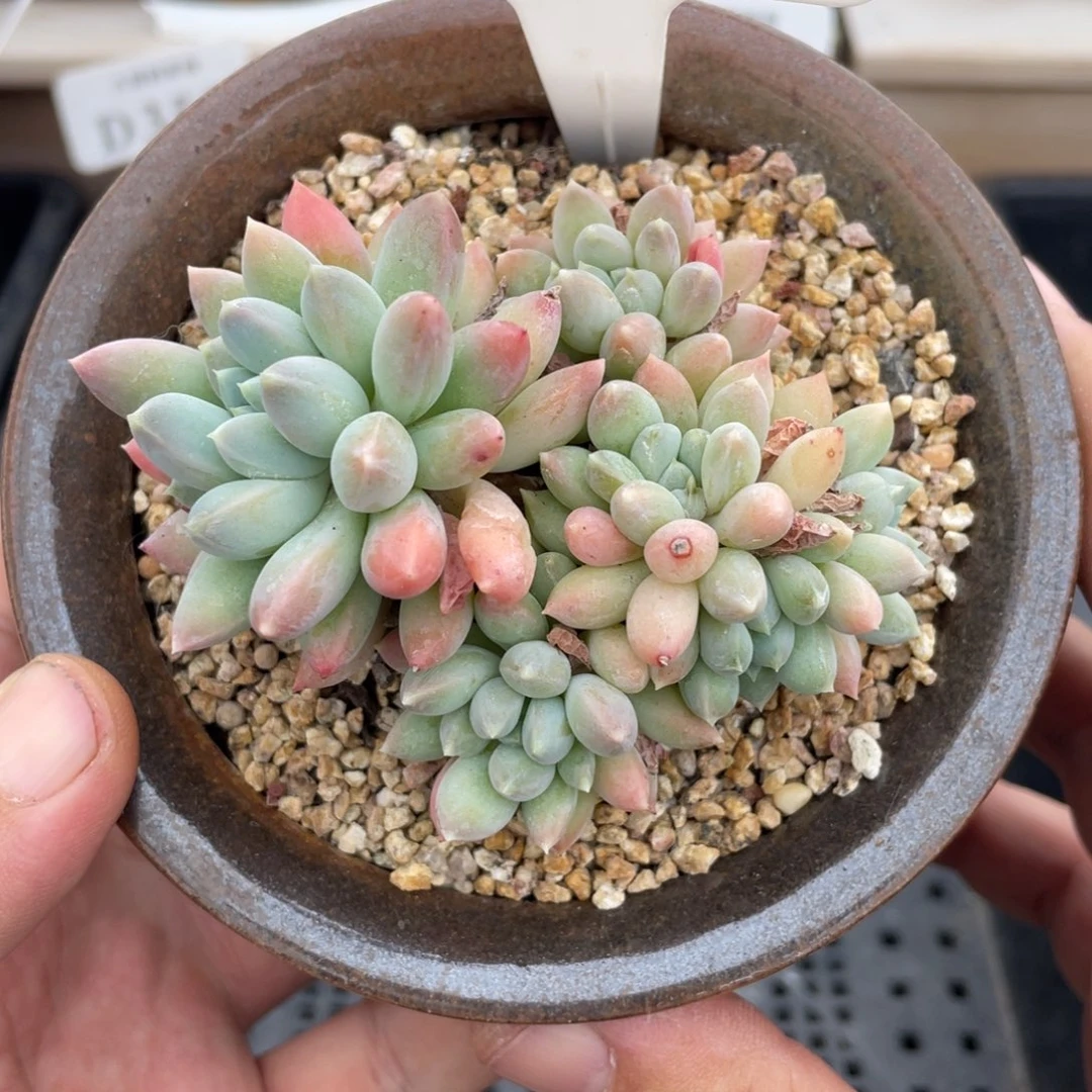 580明珠不带盆8厘米