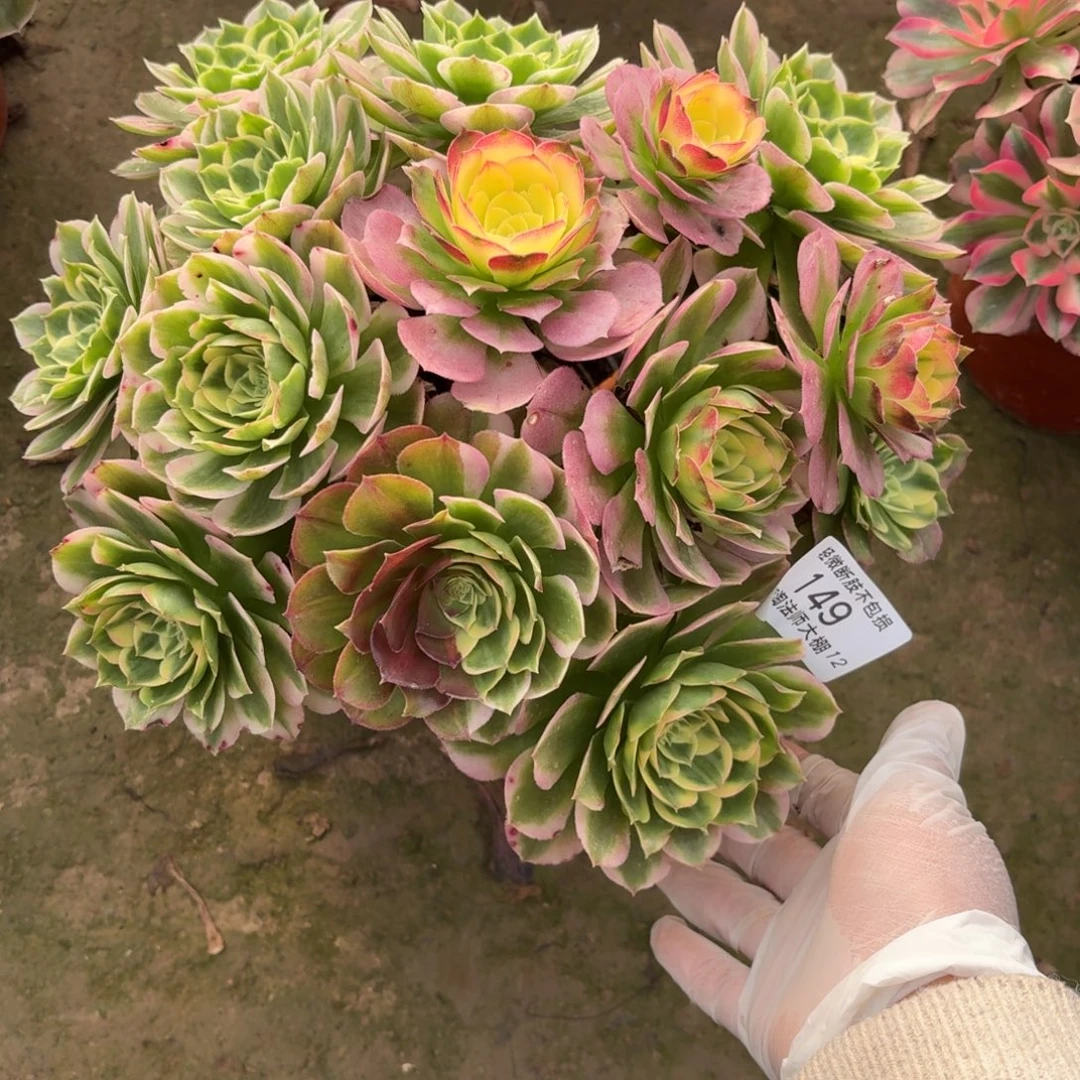 149海王多肉植物法师