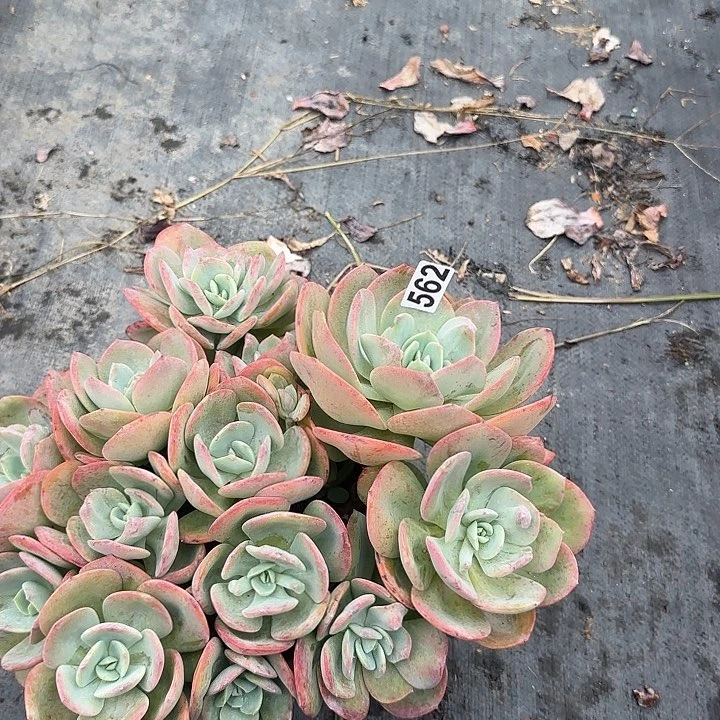 顺**?562无主头血凤脱土发货不退不换