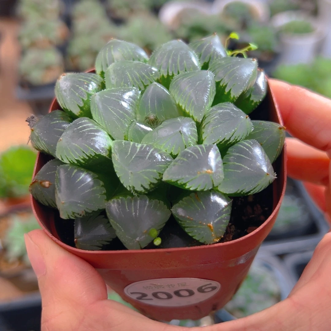 1***咩2006多肉植物一颗