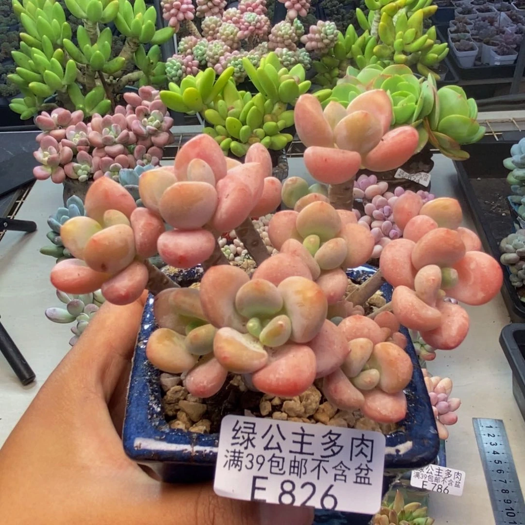 826橘子香水多肉7c m