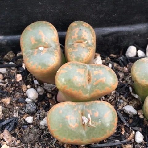 多肉肉锥 96A大窗勋章