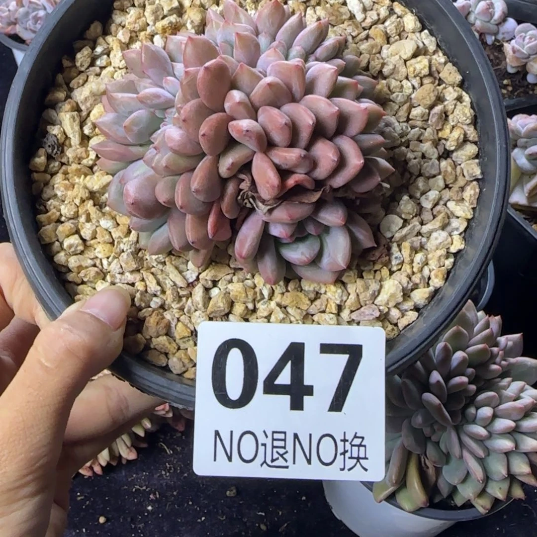 吐****?爱丽儿缀化一物一拍047