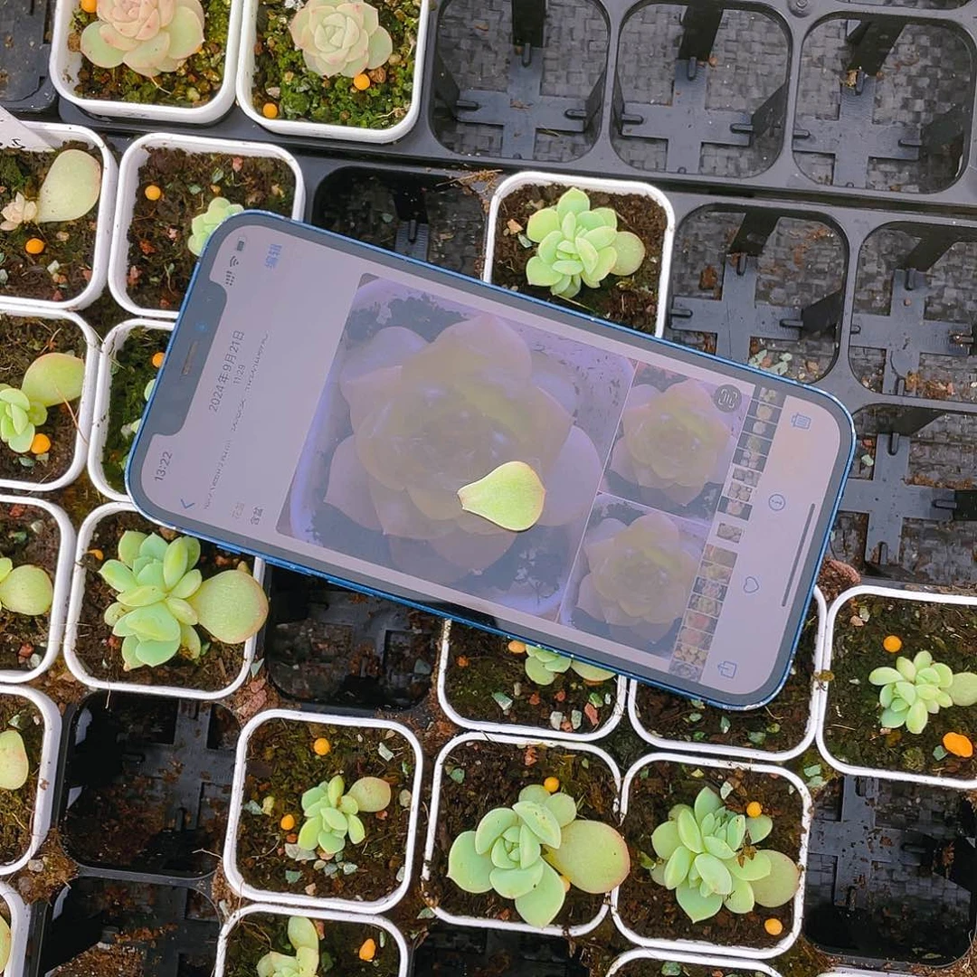 谪仙叶子一片一个满25包