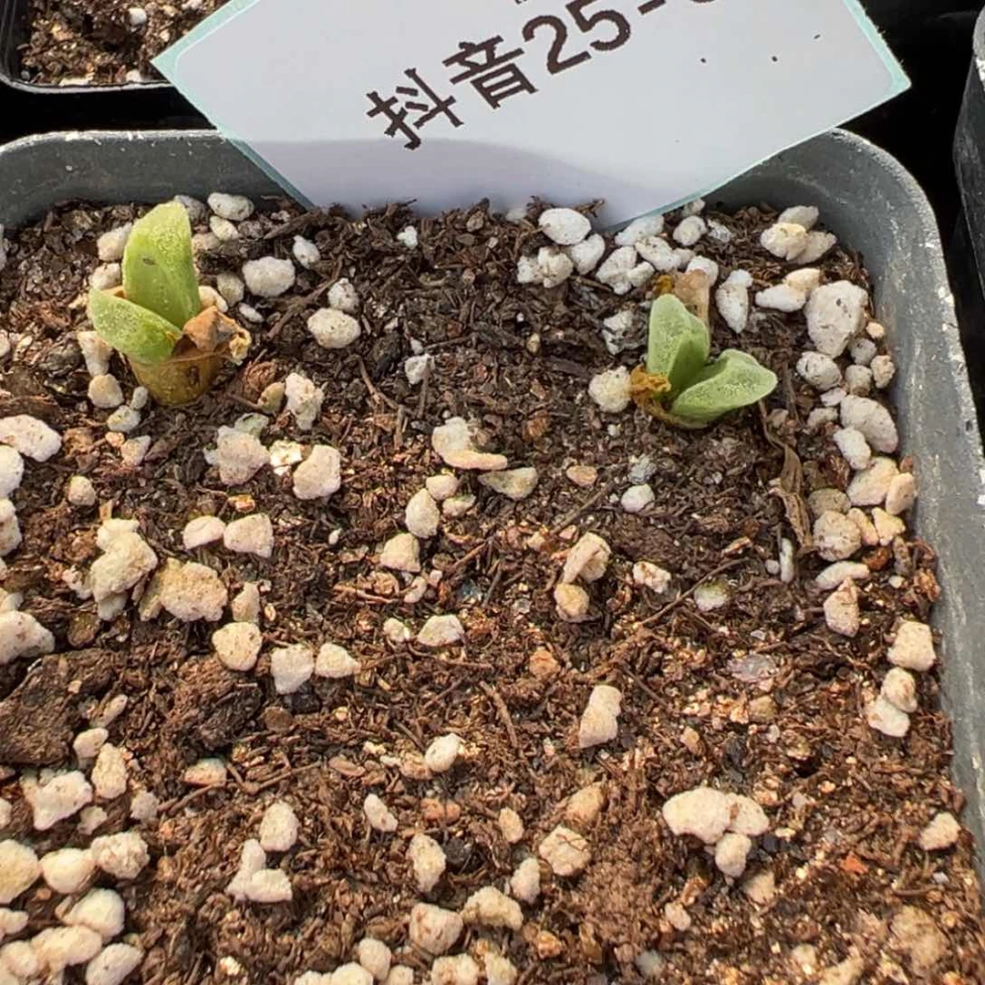 25-61肉锥多肉植物