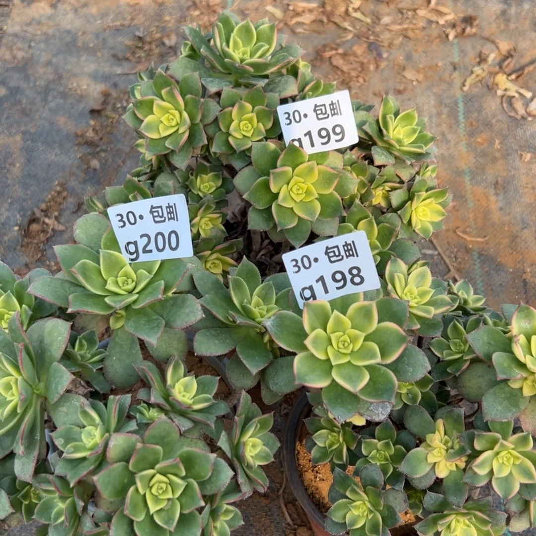 3颗艳日灰多肉法师