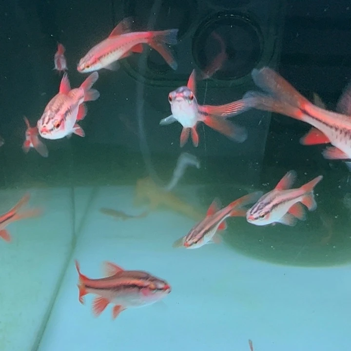 灯科鱼长尾红樱桃10