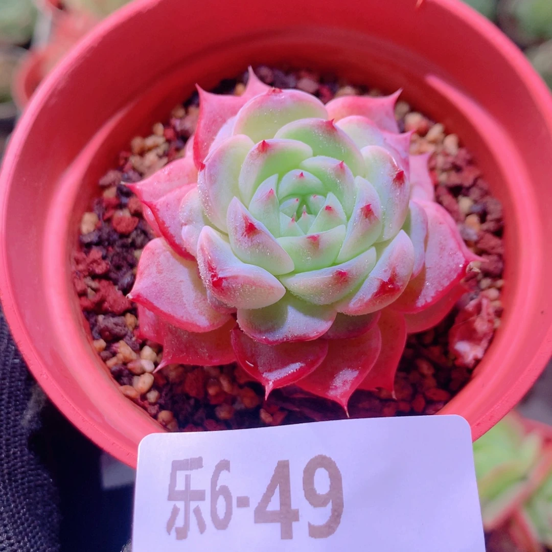 乐然 6-49 天鹅绒