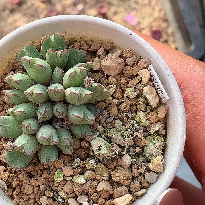 精品多肉植物精品多肉