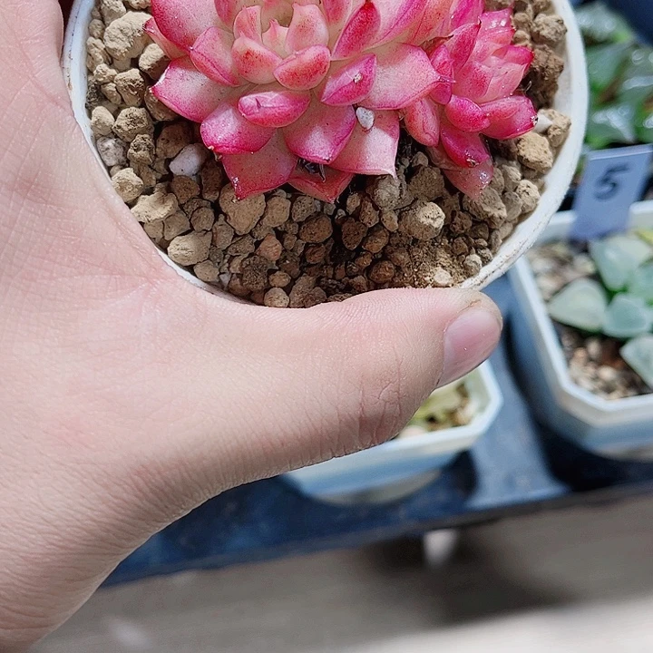 好看的的多肉系列