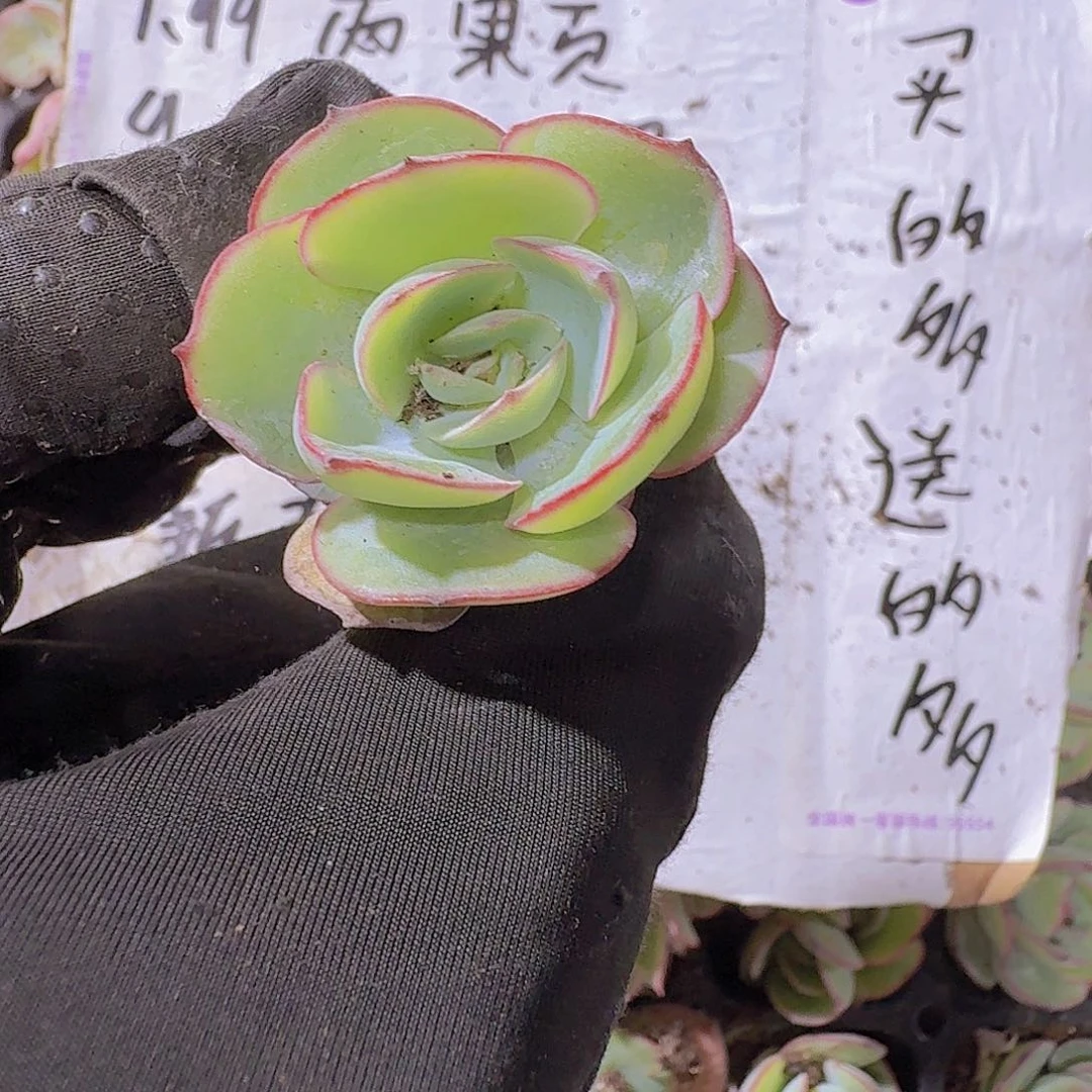 帕拉梅拉两颗一组