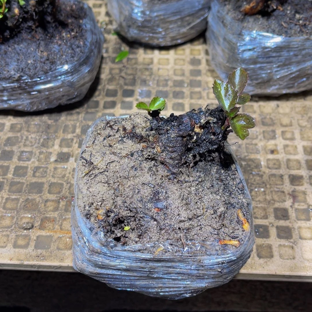 s***f当前无花朵，栽培后可花朵