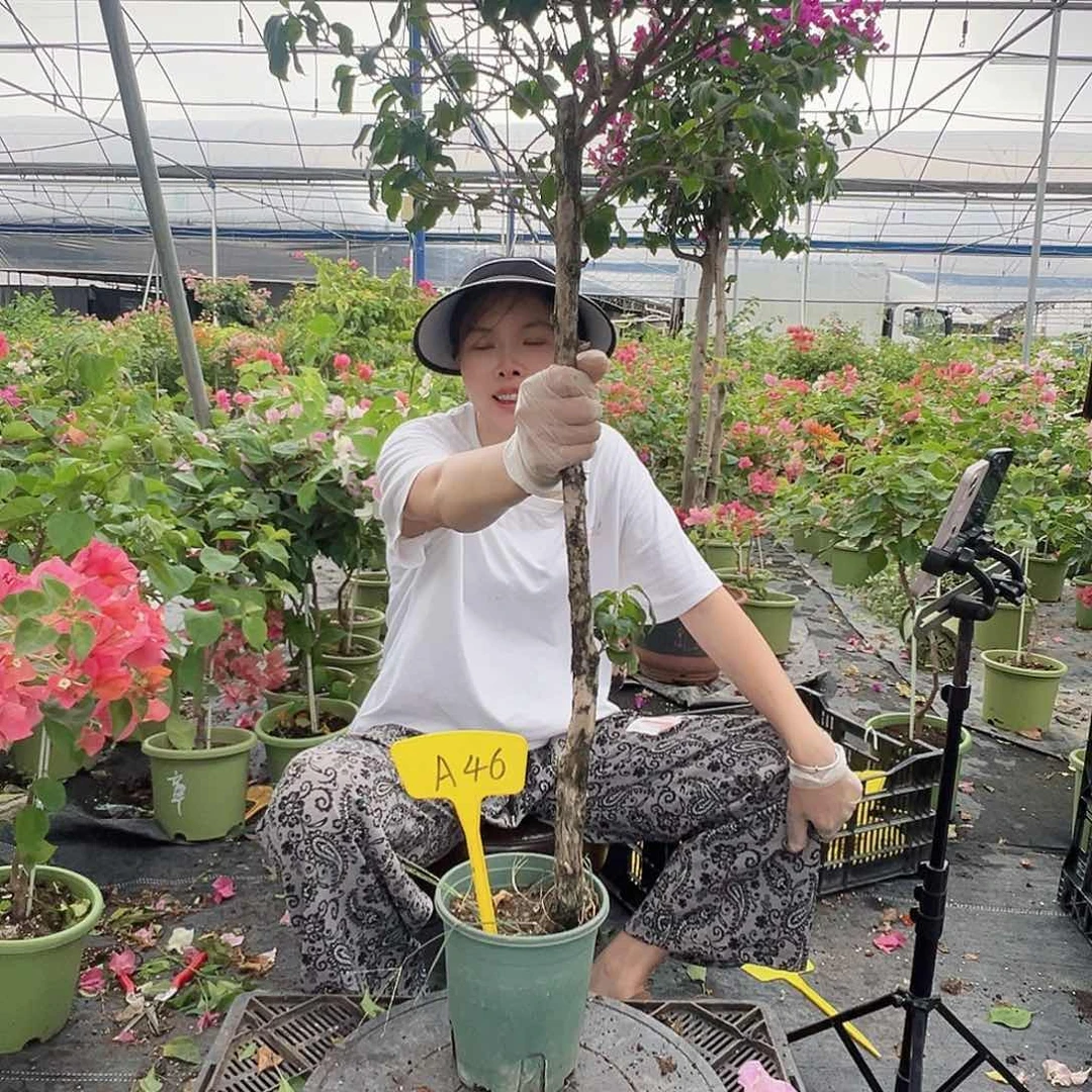 次***f当前无花栽培后可以开花A46桩一棵