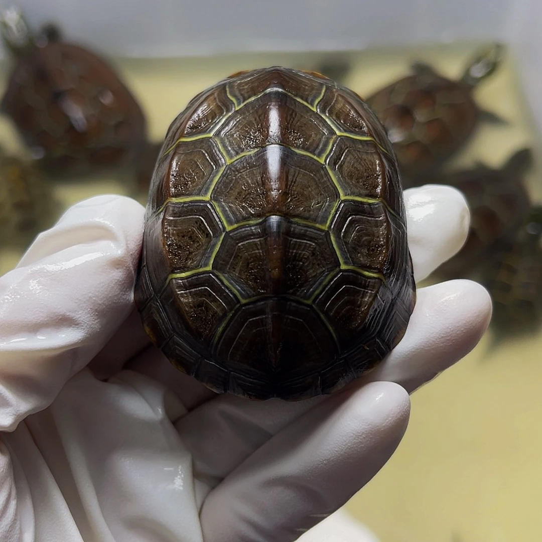 母中华草龟阿*嘎