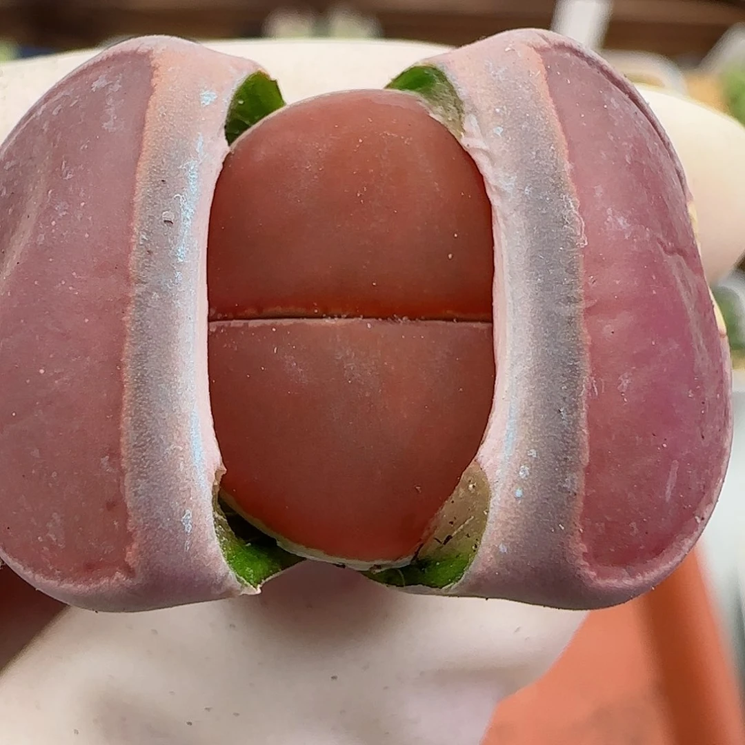 ゛**゛855福利福利福利