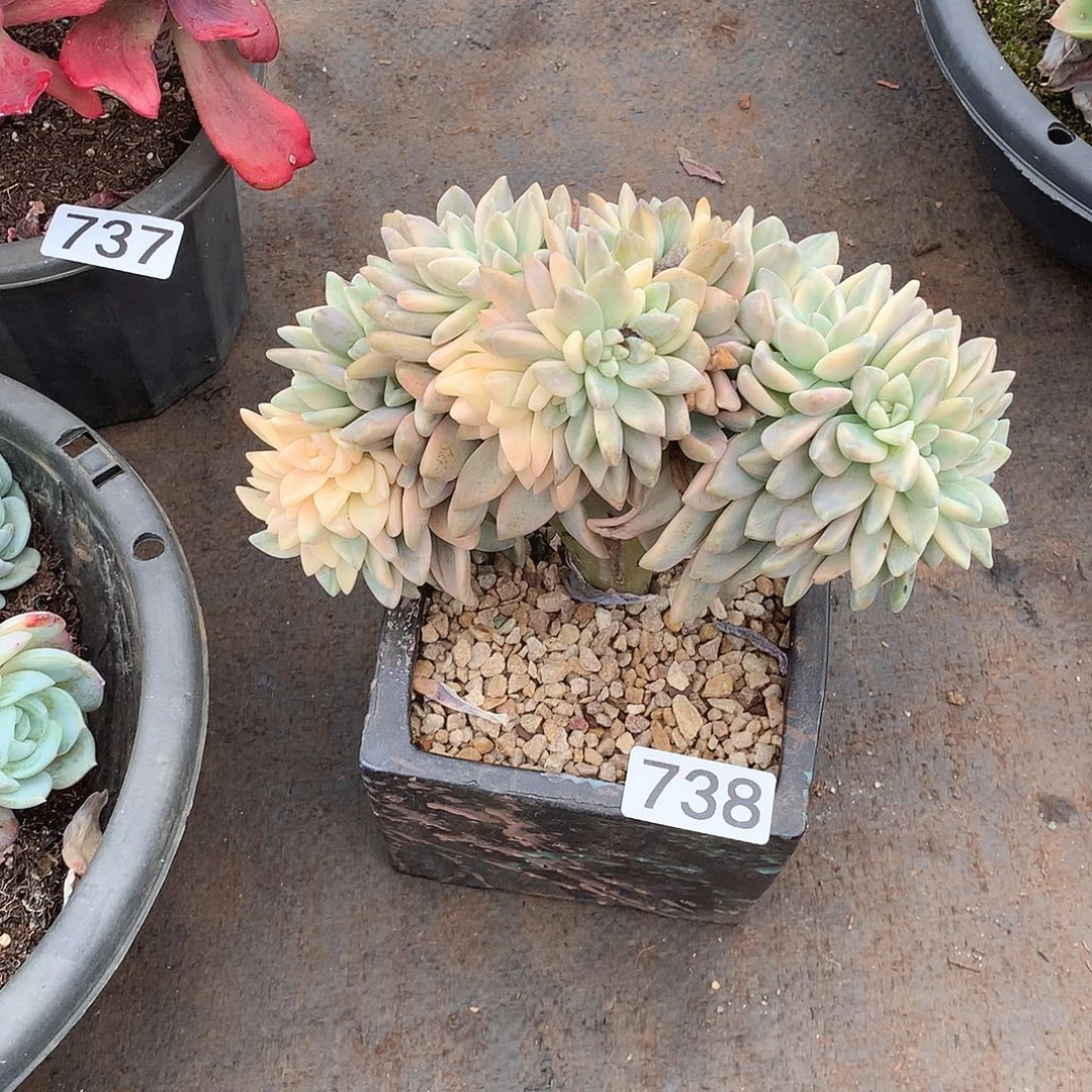 738淡雪锦 一物一拍多肉