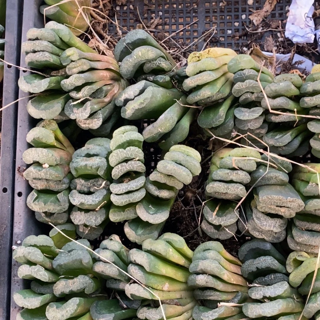 1903 一颗实生大玉扇 多品种