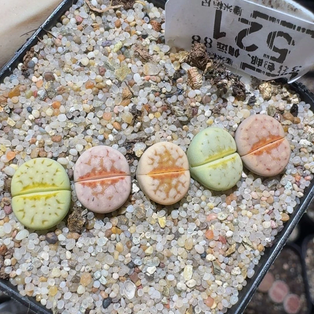 zzzzz精品生石花521