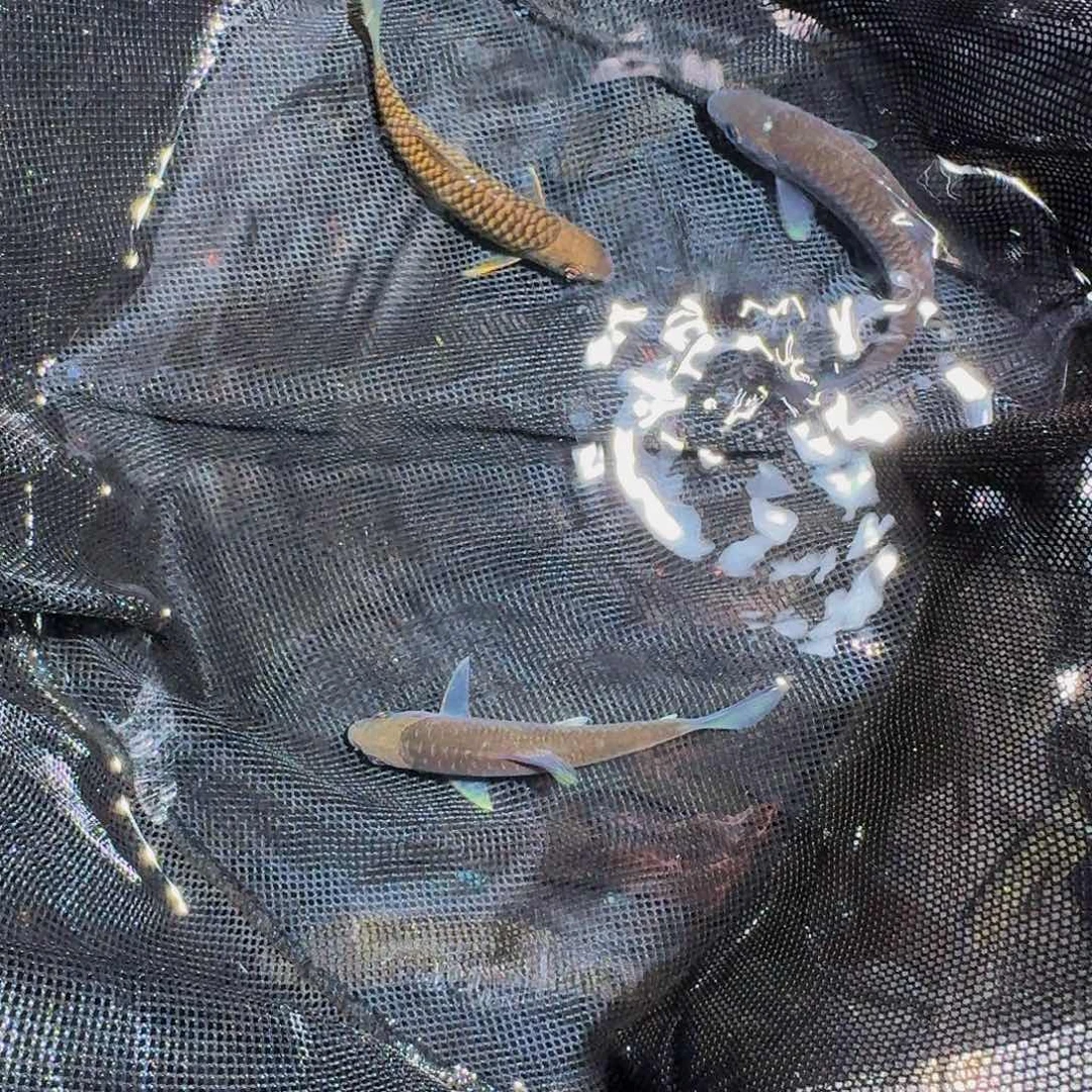 吉罗鱼异口巴拉。