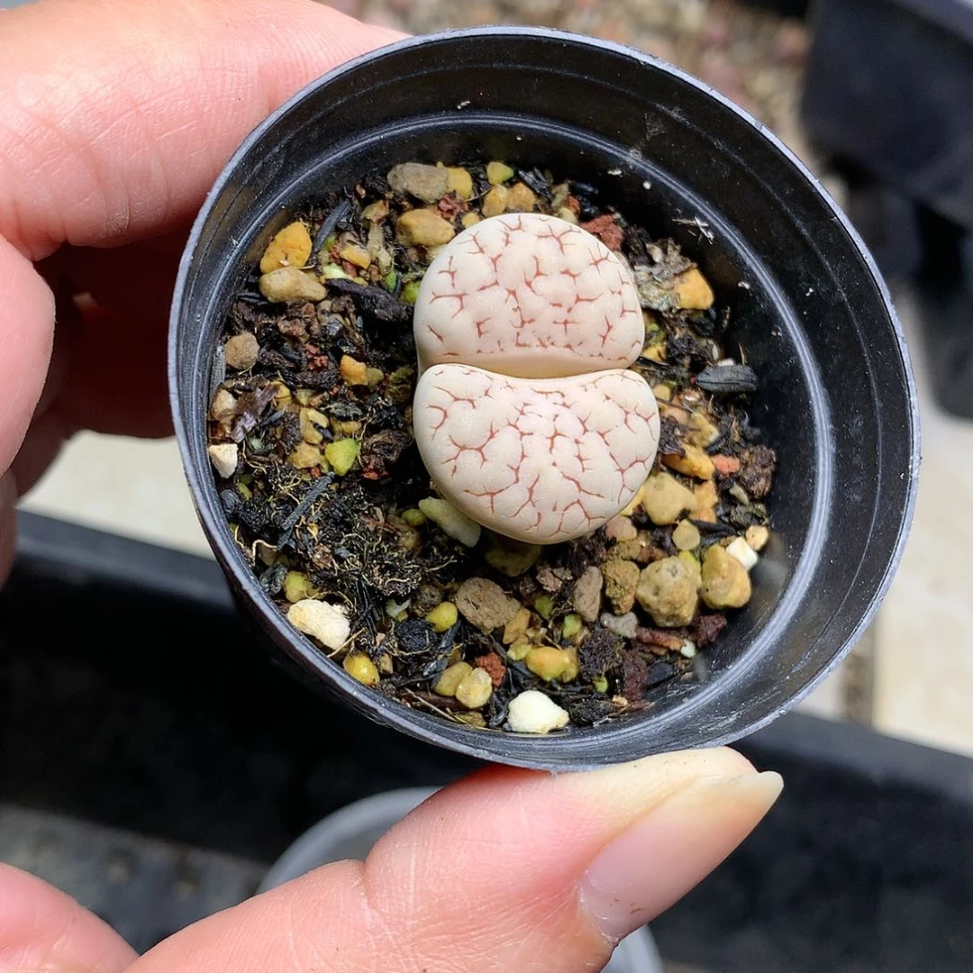 G385多肉植物保护