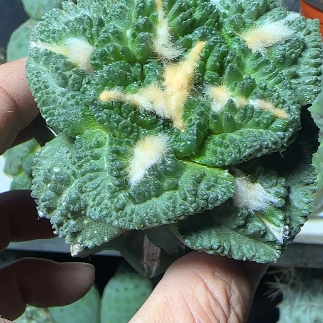 牛***宝无花朵大尤龟6828888