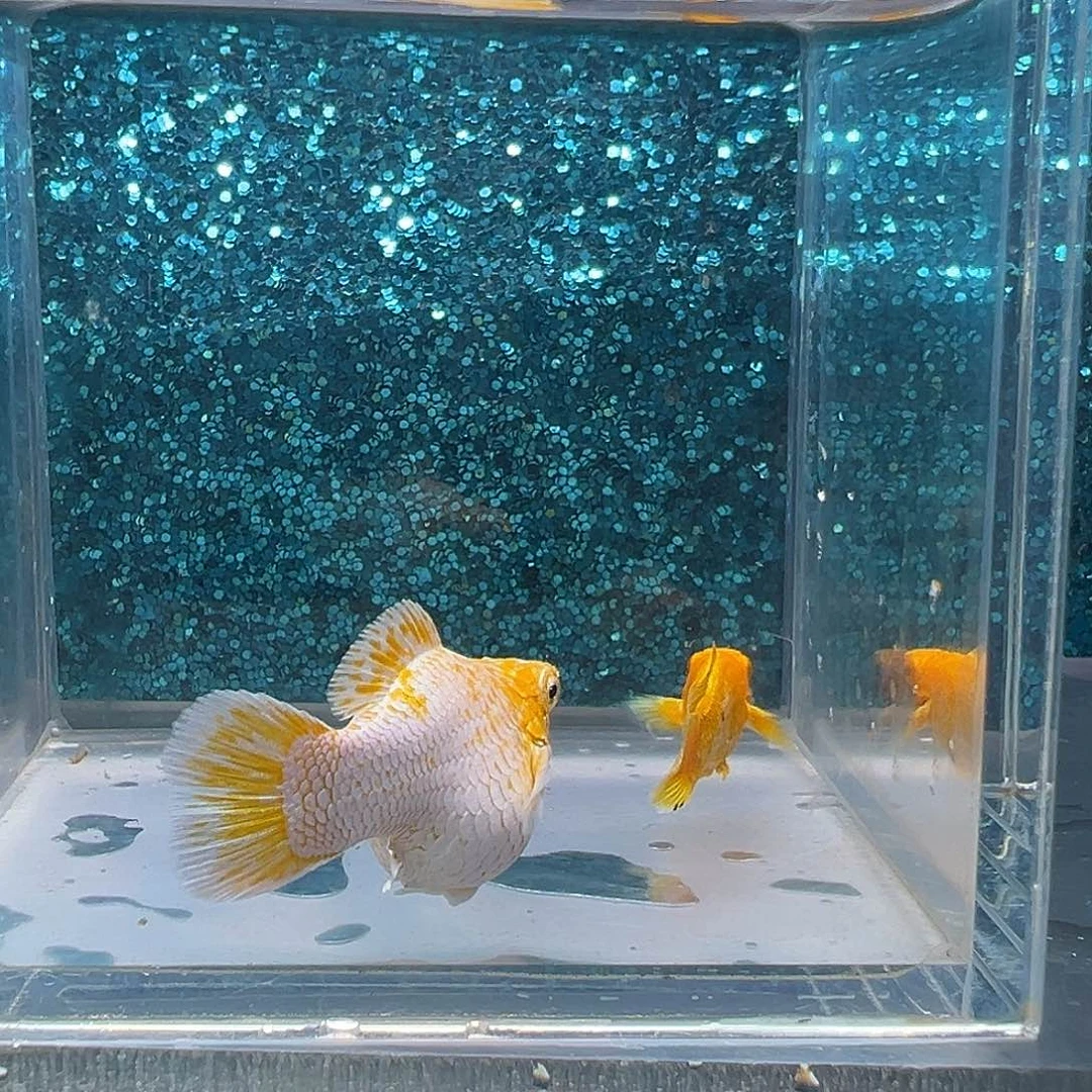 孔雀鱼柠檬黄金玛丽一对0078