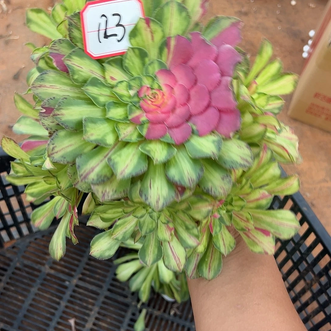 精品多肉植物123知否