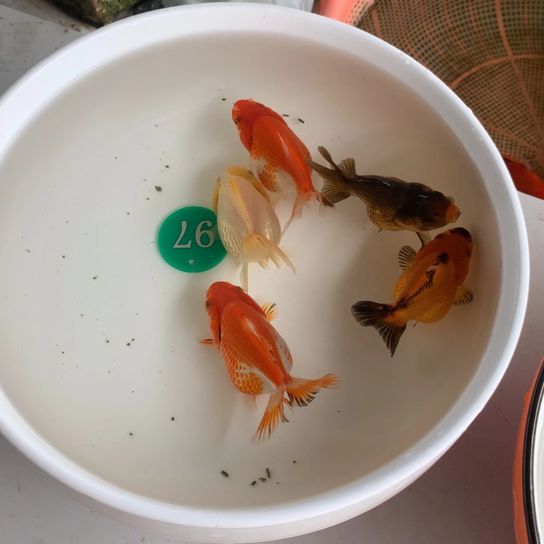 金鱼枫**镇111111111111111