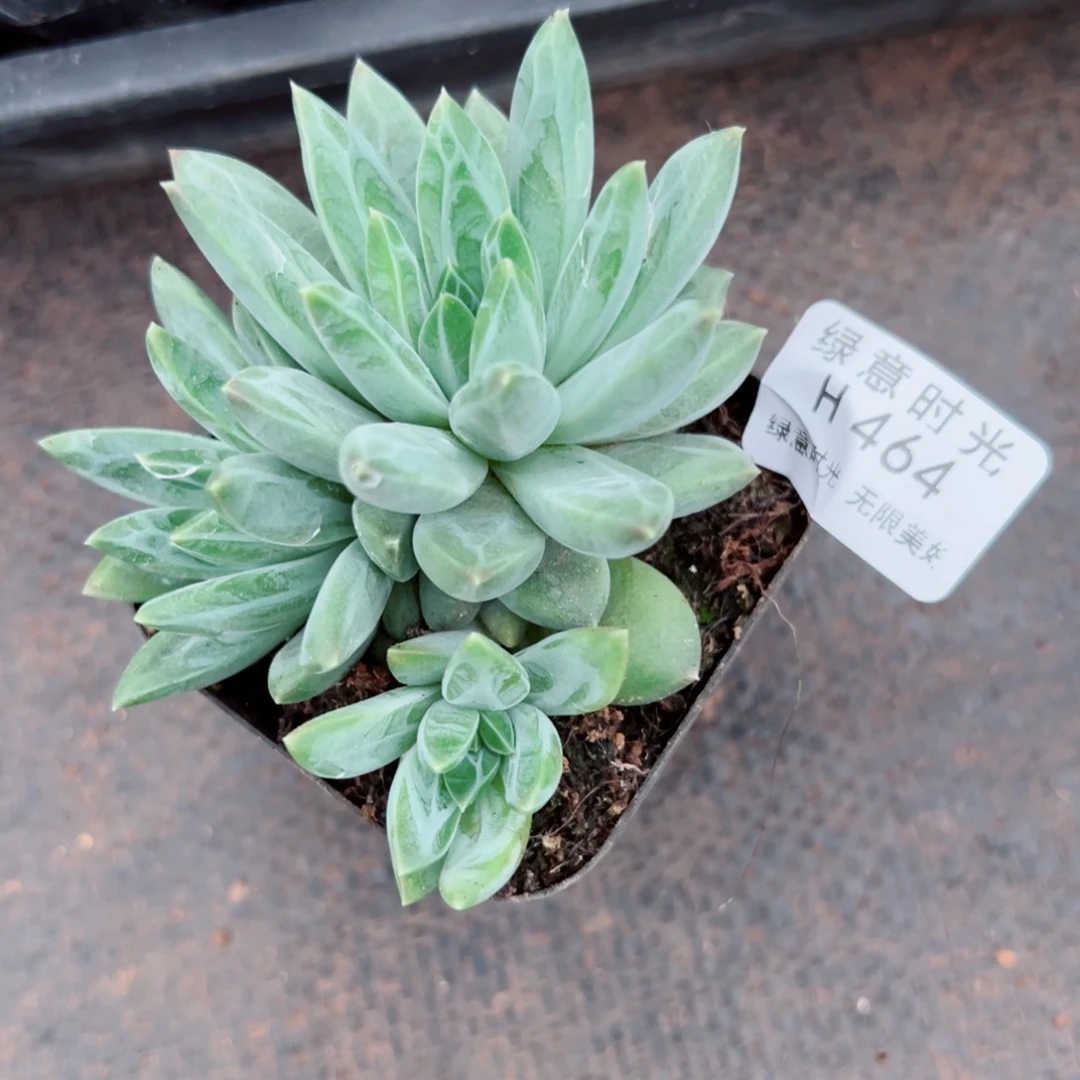 美*464 带陶瓷盆发货 满28包邮