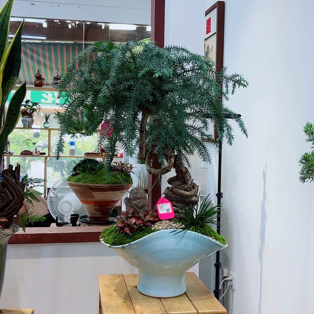 无花朵化***雅高端艺术盆景一物一拍
