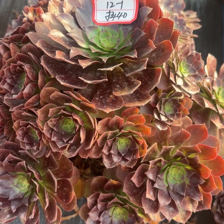多肉法师不包损40