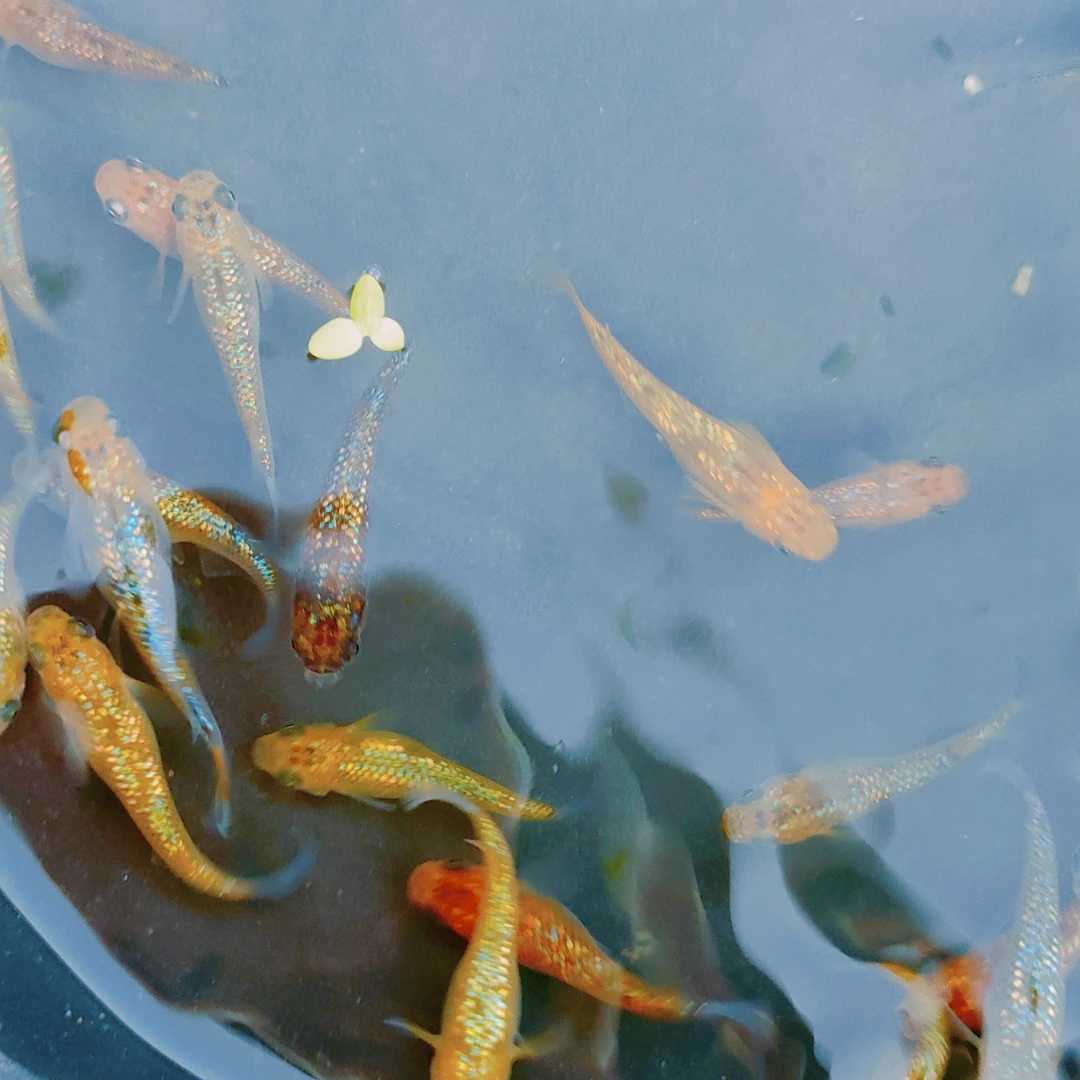 观背青鳉鱼苗品种混搭小型冷水观赏鱼不打氧好养耐活适合新手养鱼